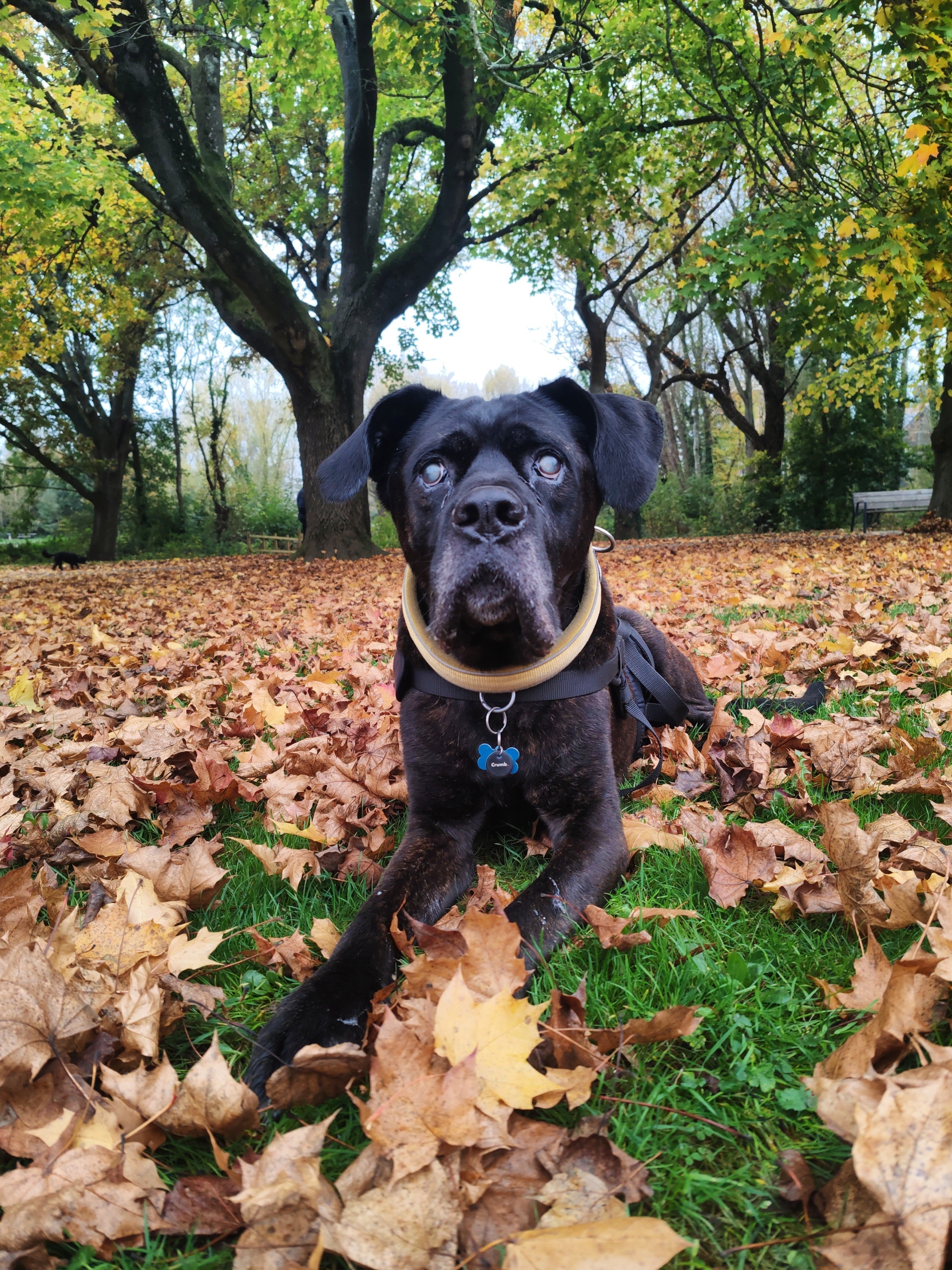 Alimentazione del cane anziano: guida pratica tra scienza ed esperienza